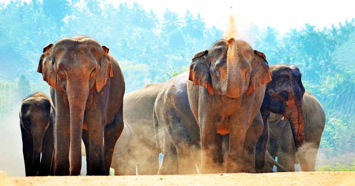 Family Itineraries 07 Days - Family Holidays in Sri Lanka