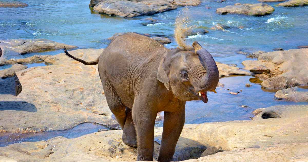Pinnawala-Elephant-Orphanage-Leopard-in-Sri-Lanka