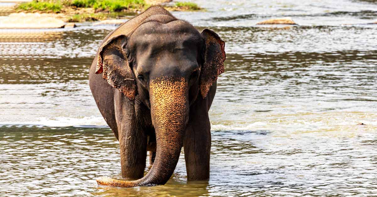 Sigiriya – The Majestic Lion Rock Fortress