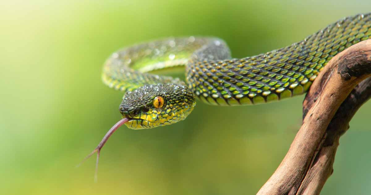 Yala National Park Bird
