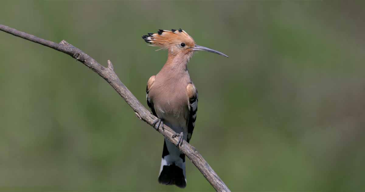 Yala National Park | Elephants