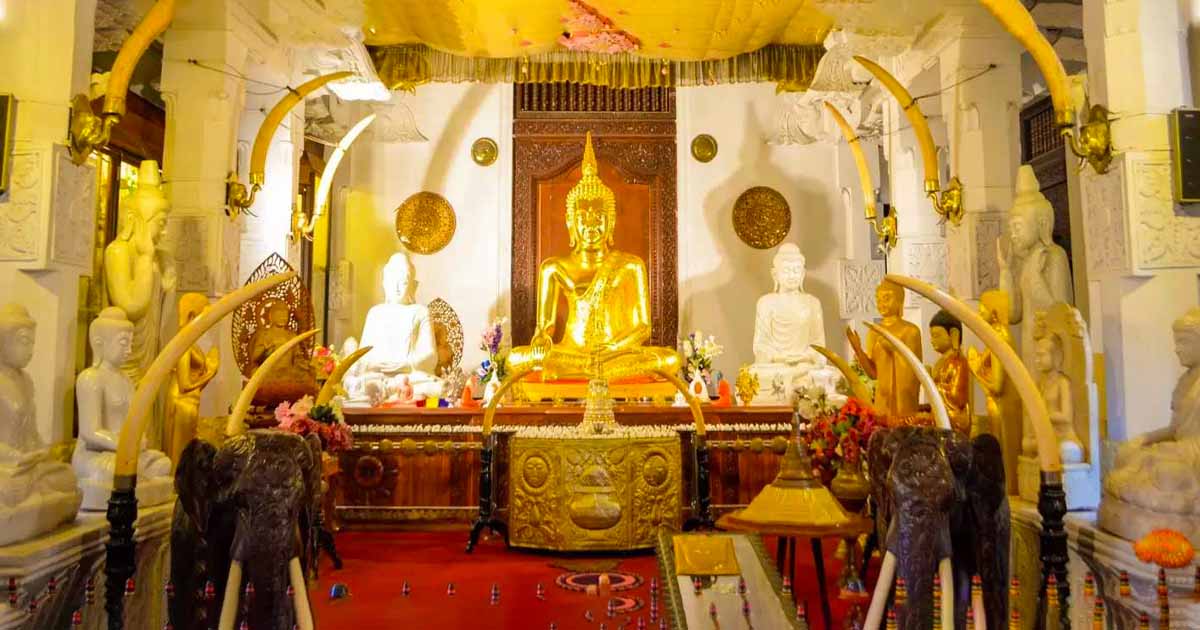 Yala National Park Bird