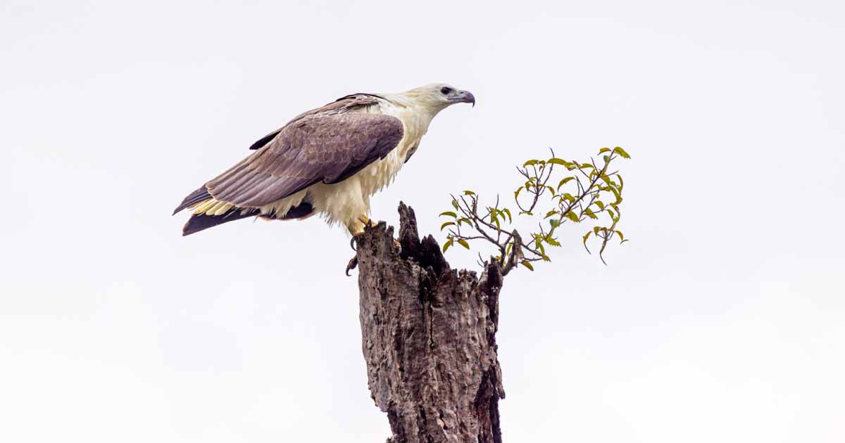 Yala National Park | Elephants