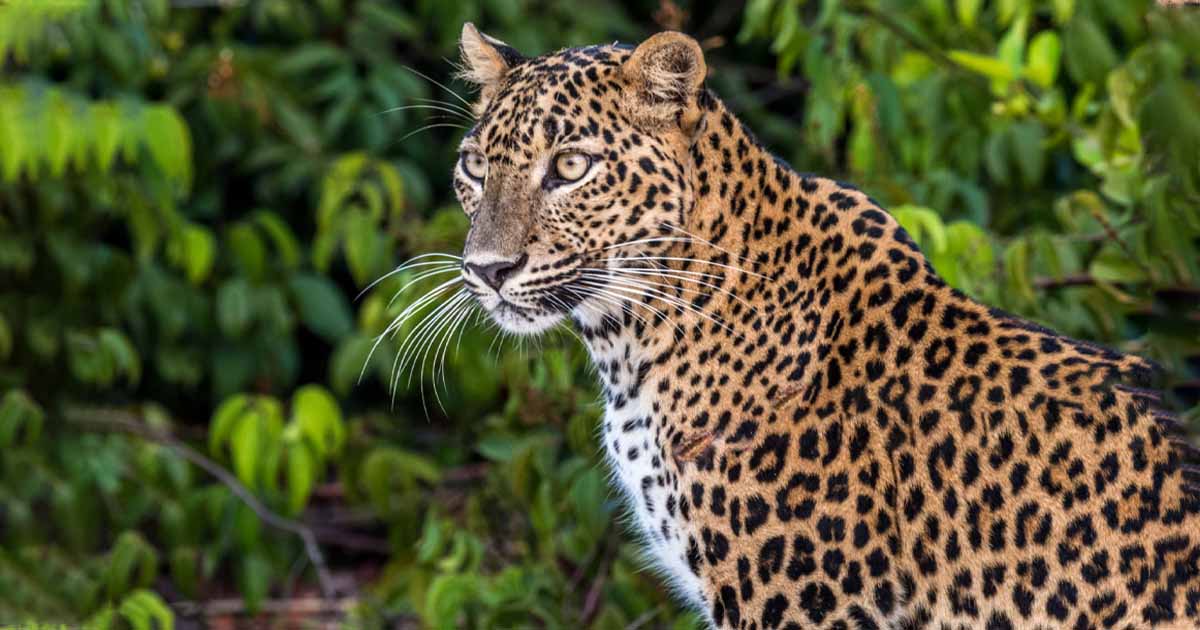 Temple of the Tooth Relic (Sri Dalada Maligawa)