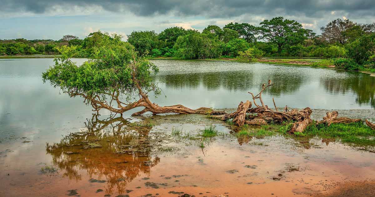 Yala National Park Bird