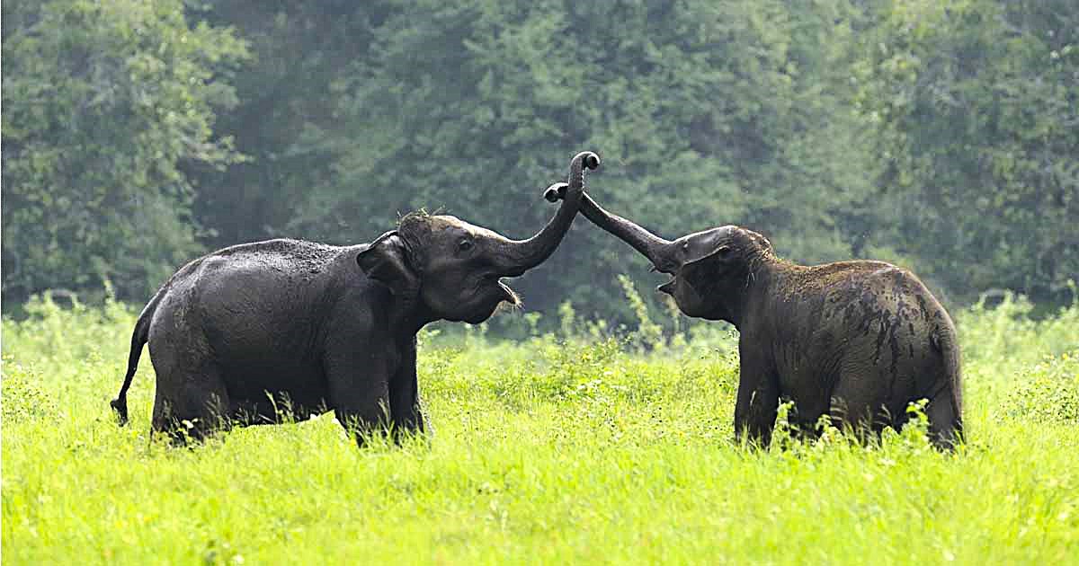 Two Day Tour - Yala Leopard Safari Tours