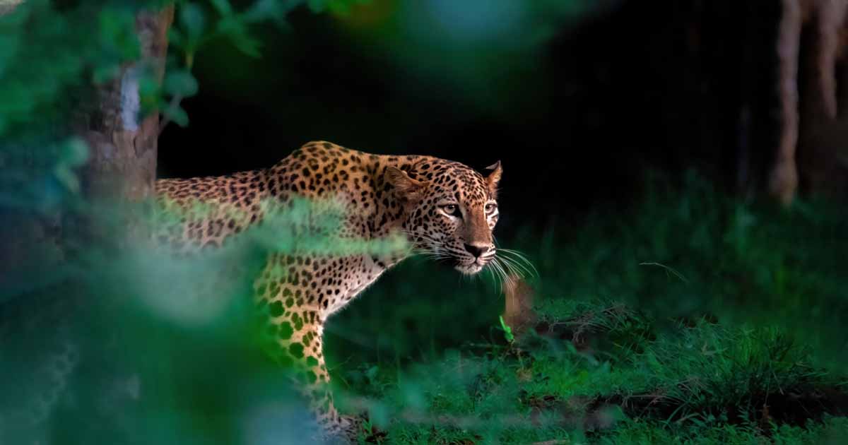 Yala National Park – Sri Lanka's Wildlife Paradise