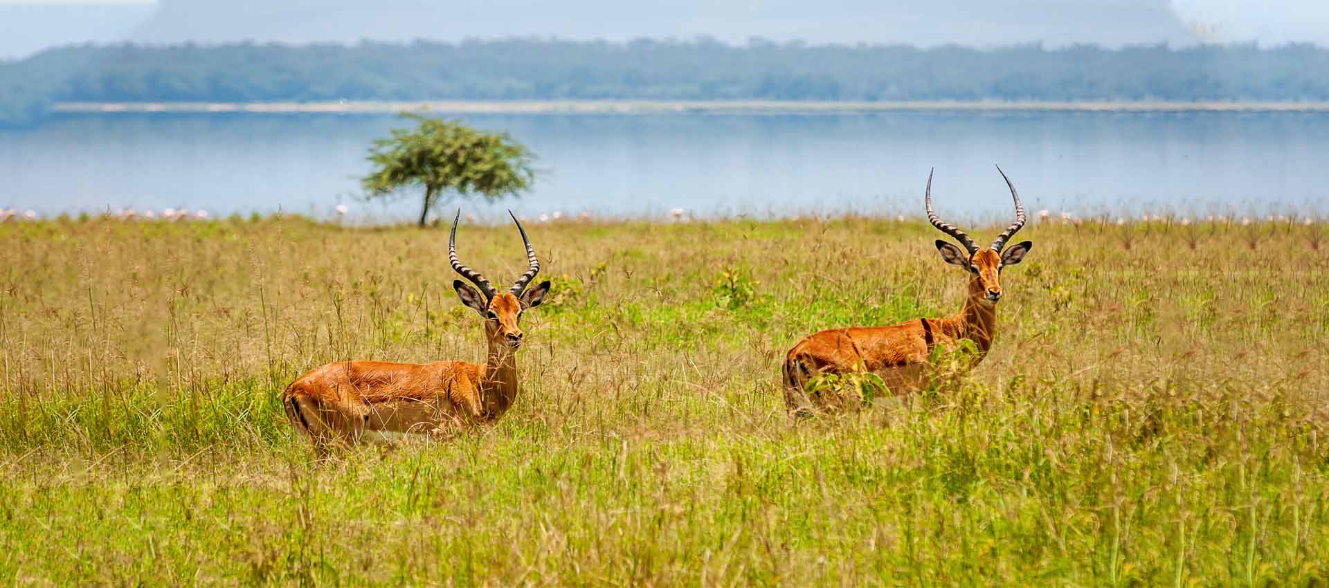 Two Day Tour - Yala Leopard Safari Tours