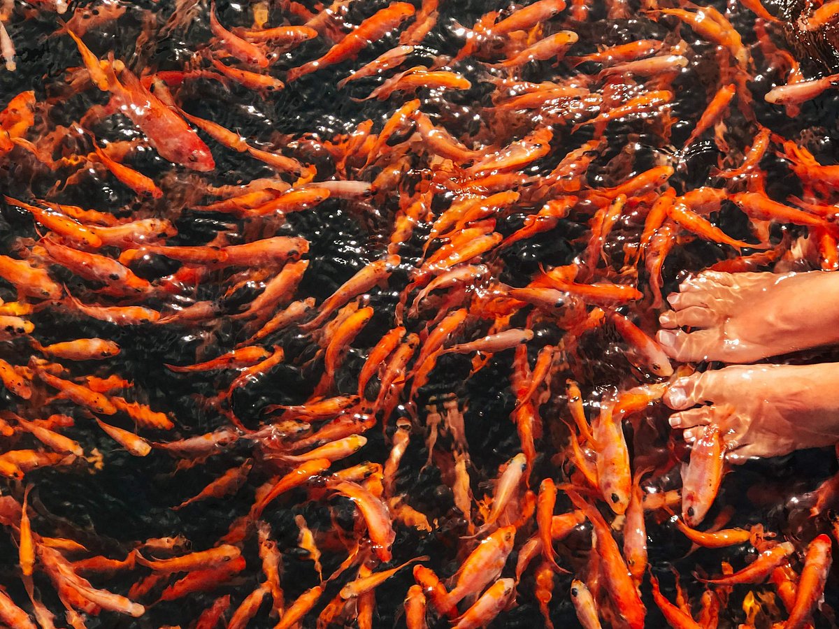 One Day Tour - Gems, Forts & Turtles Tours